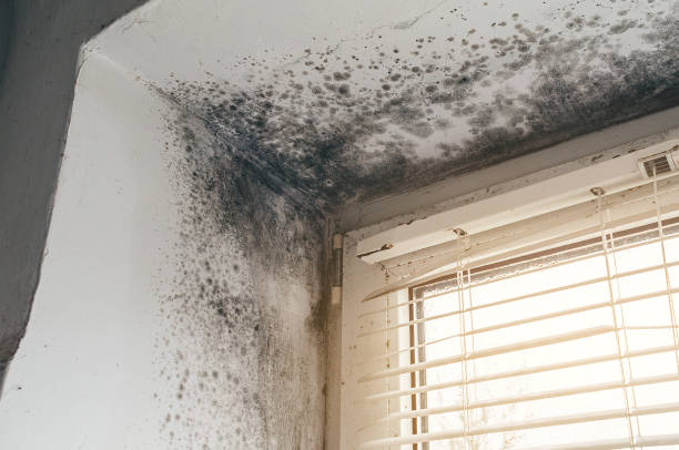 Affordable Mold Removal solutions in Apex, NC